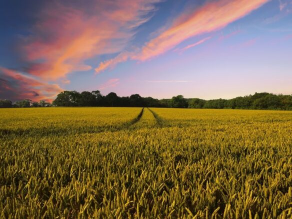 agriculture land baghpat